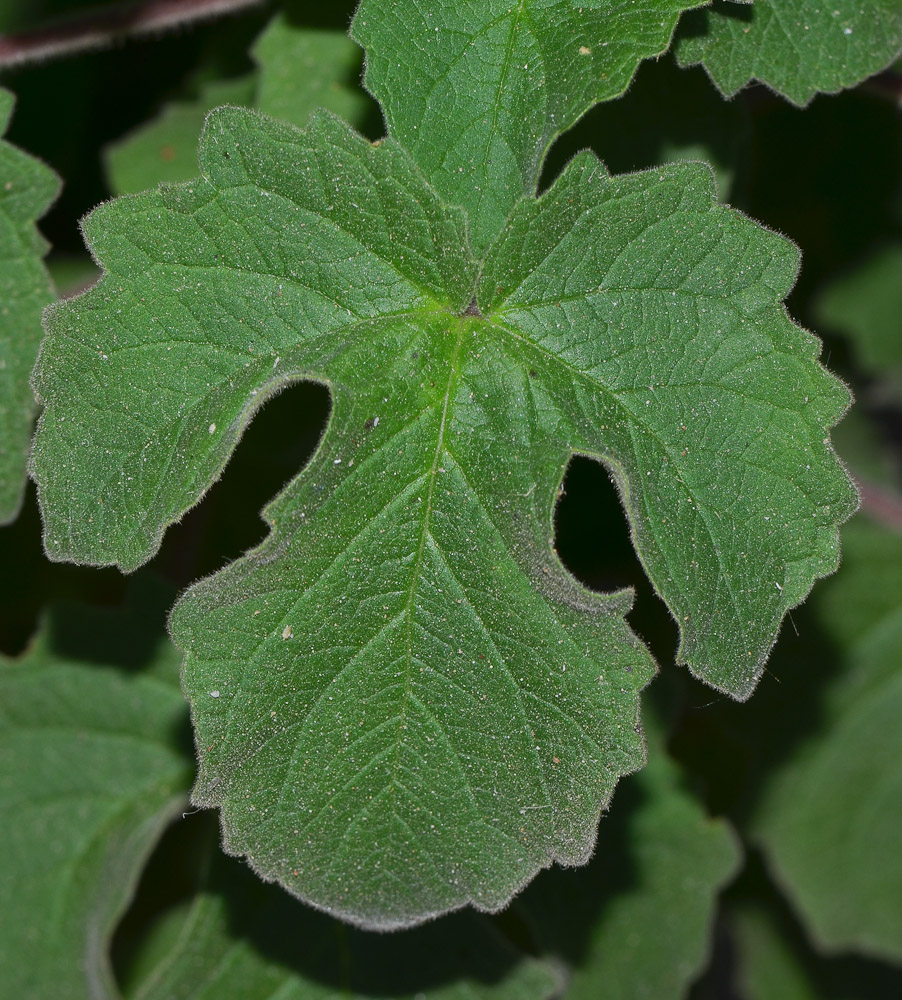 Image of Ceratotheca triloba specimen.