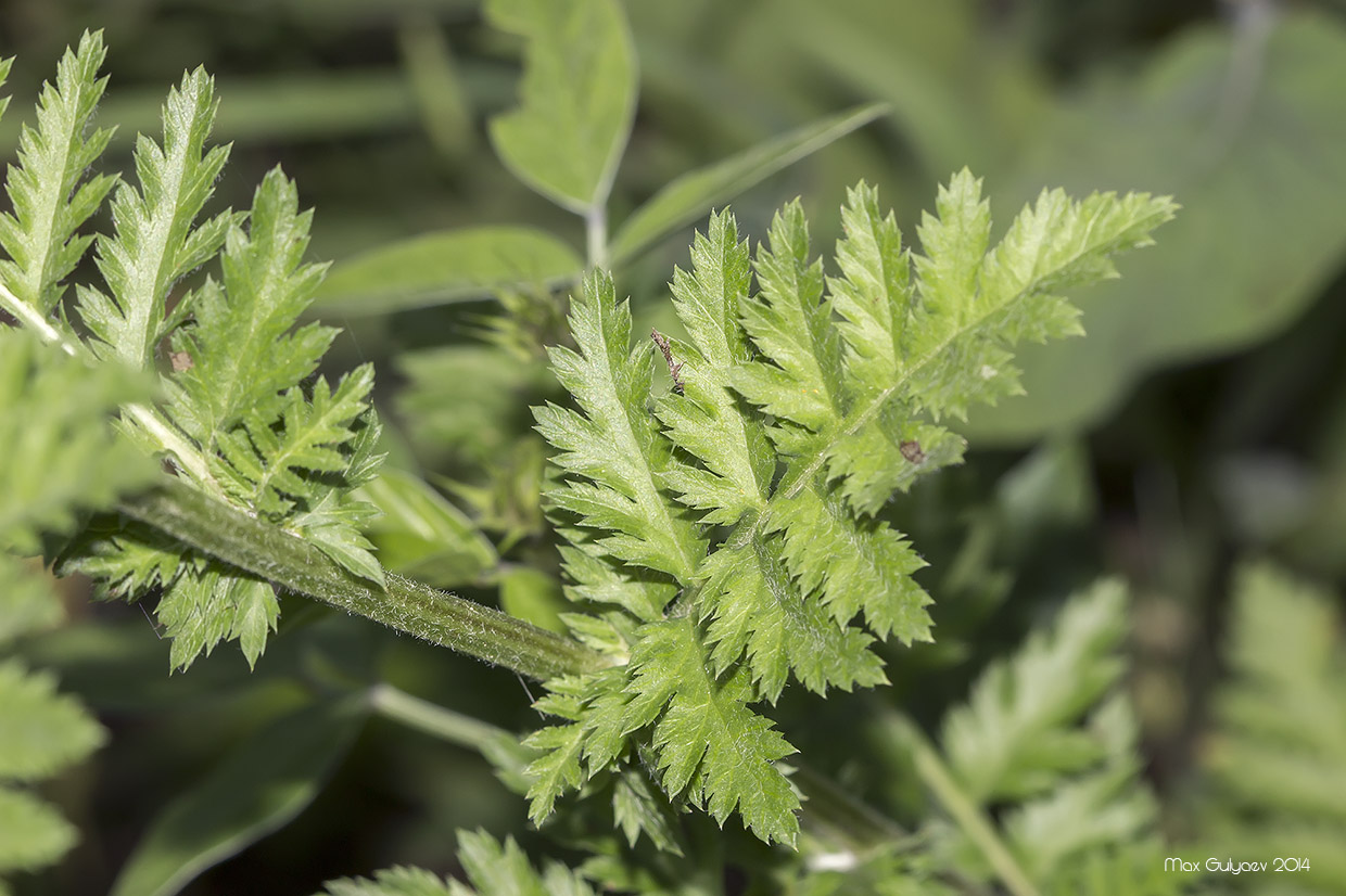 Image of Pyrethrum corymbosum specimen.