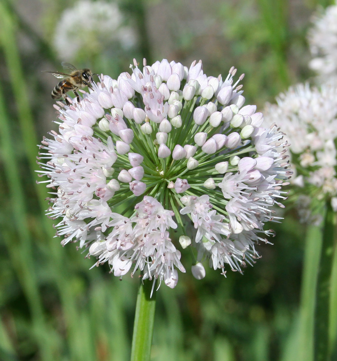 Изображение особи Allium nutans.