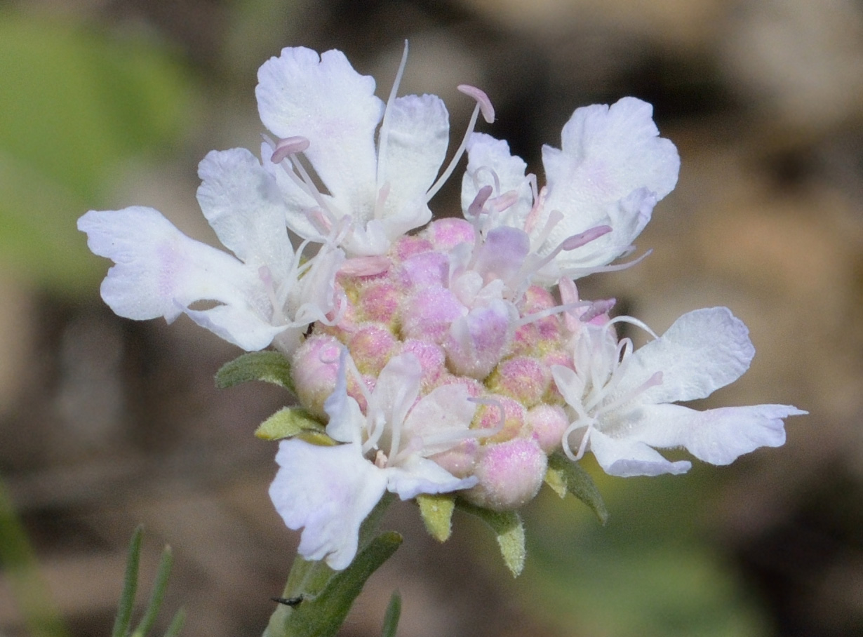 Image of Lomelosia isetensis specimen.
