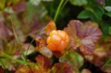 Rubus chamaemorus