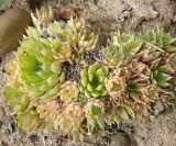 Orostachys spinosa. Вегетирующие растения. Якутия (Саха), южные окр. г. Якутска, степь. 16.08.2012.