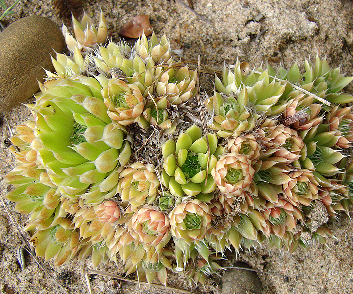 Image of Orostachys spinosa specimen.