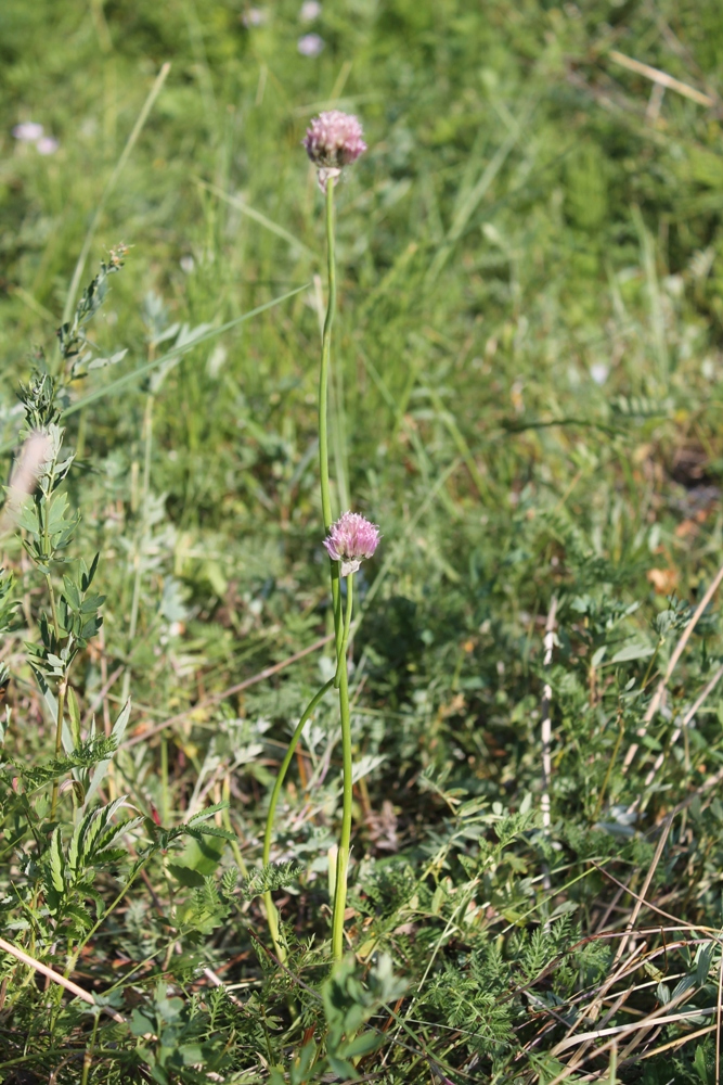 Изображение особи Allium udinicum.