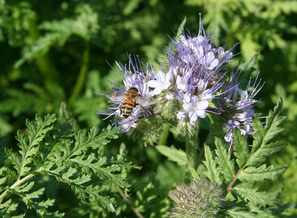 Изображение особи Phacelia tanacetifolia.