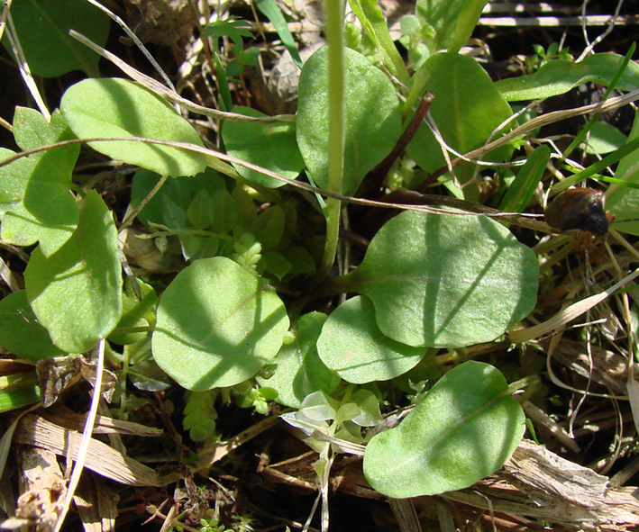 Image of Primula nutans specimen.