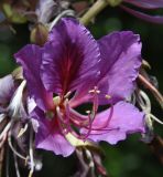 Bauhinia variegata