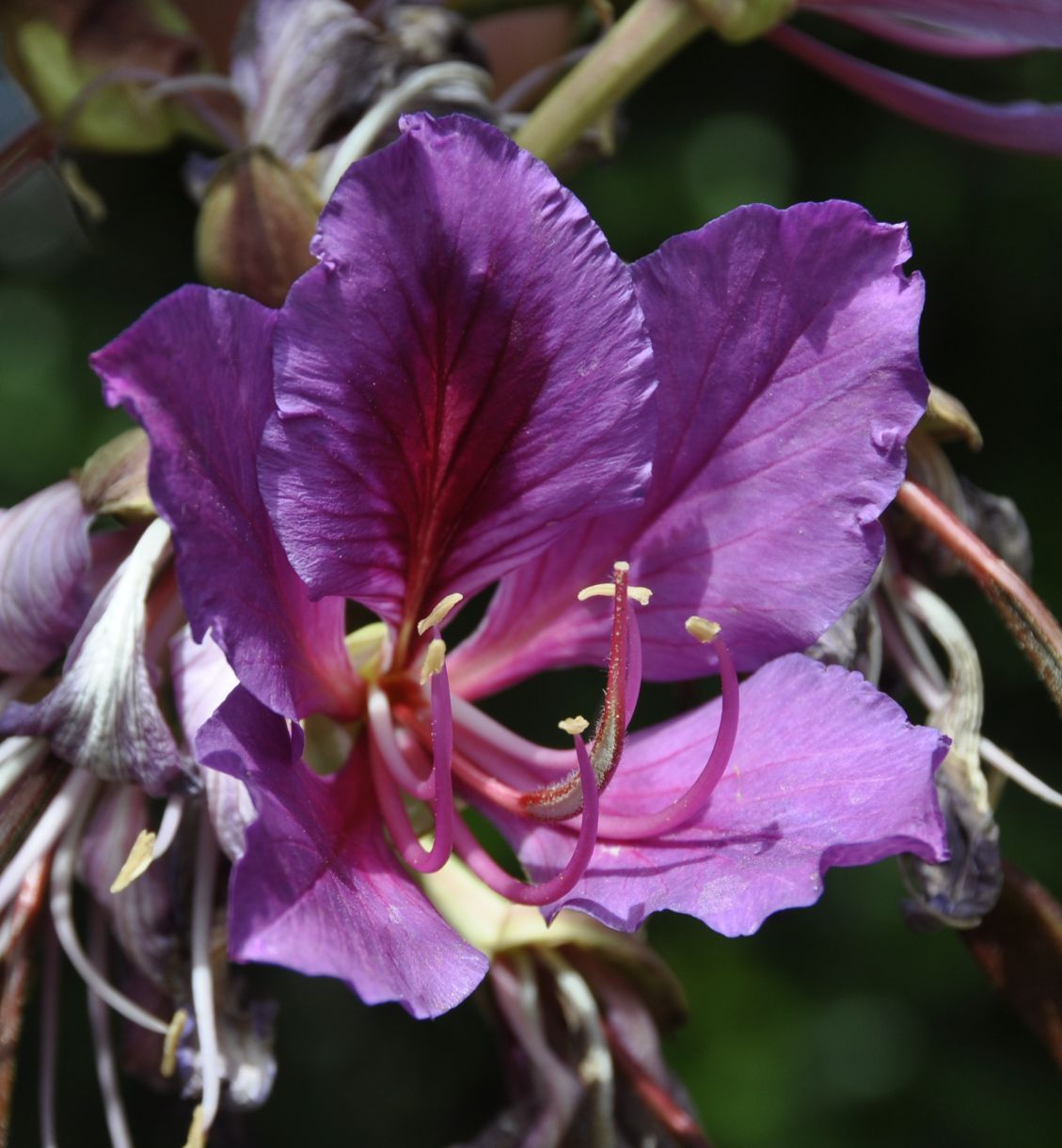 Image of Bauhinia variegata specimen.