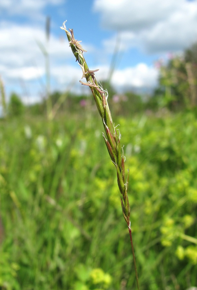 Image of Anthoxanthum odoratum specimen.