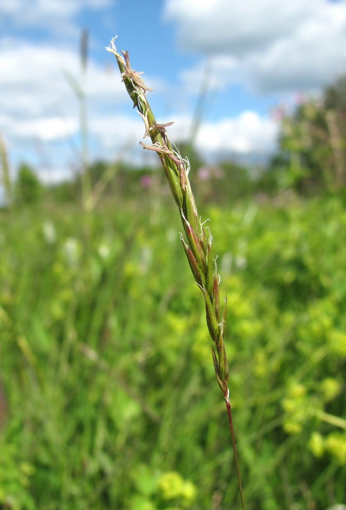 Изображение особи Anthoxanthum odoratum.