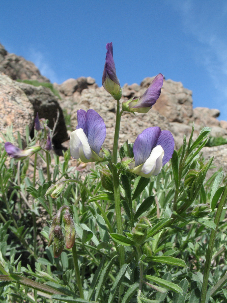 Изображение особи Vicia subvillosa.
