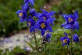 Aquilegia glandulosa