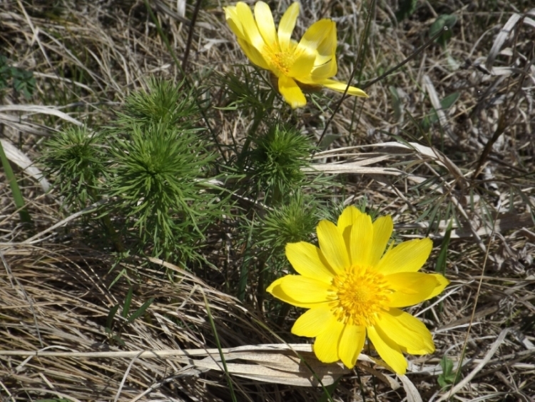 Изображение особи Adonis vernalis.