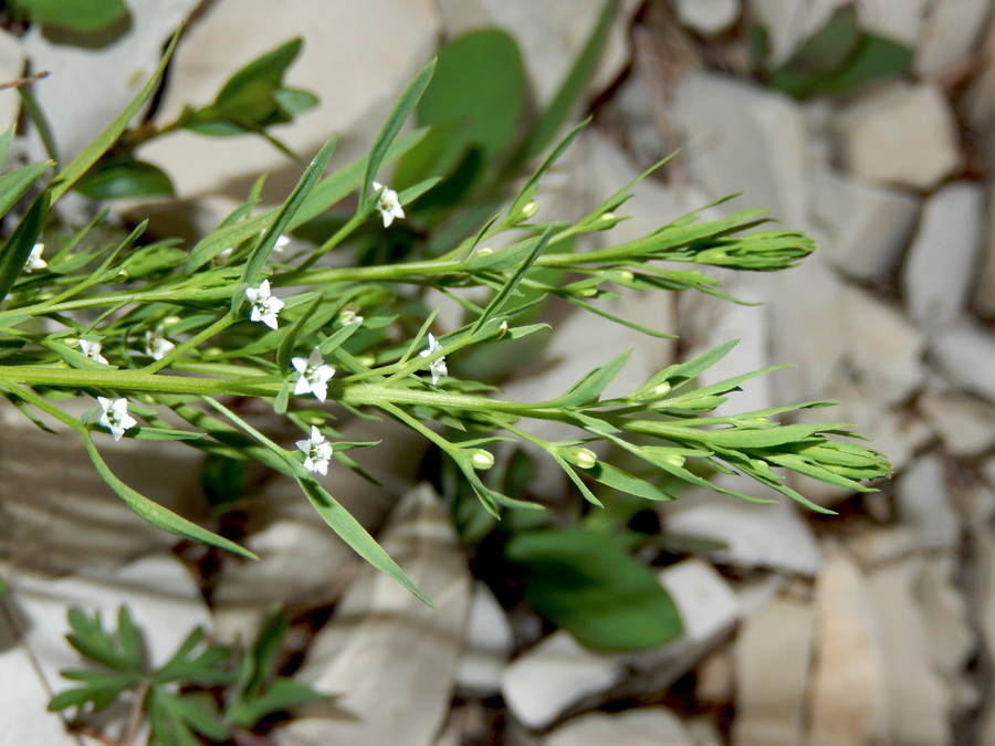 Image of Thesium ramosum specimen.