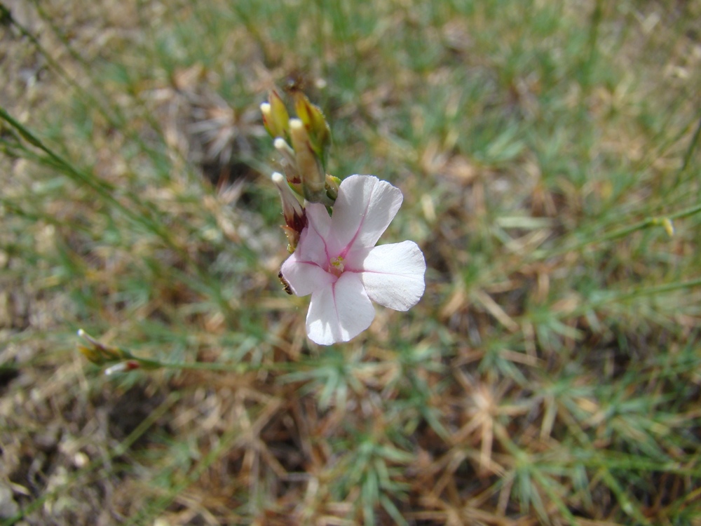 Изображение особи Acantholimon schachimardanicum.