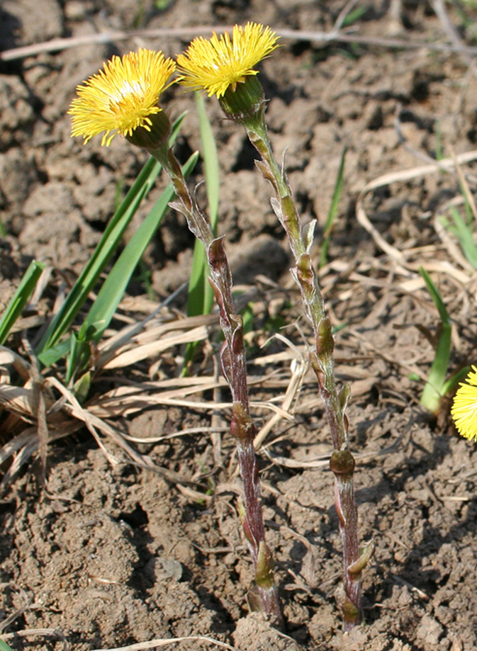 Изображение особи Tussilago farfara.