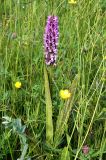 Dactylorhiza incarnata