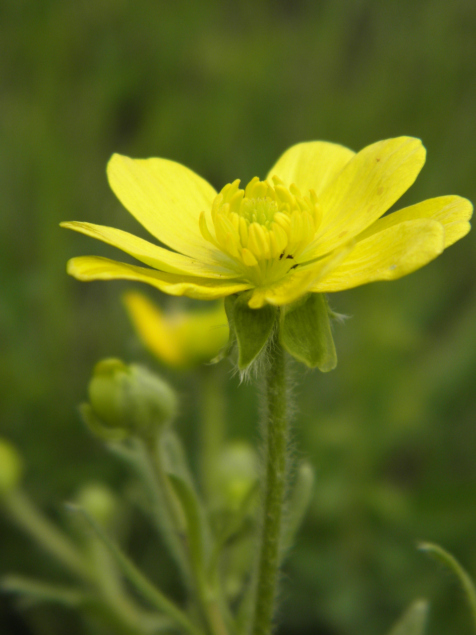 Изображение особи Ranunculus oxyspermus.