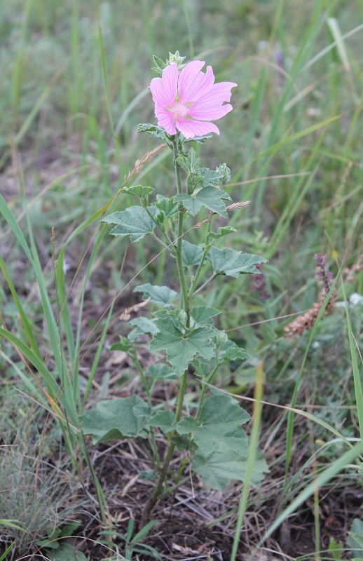 Image of Malva thuringiaca specimen.