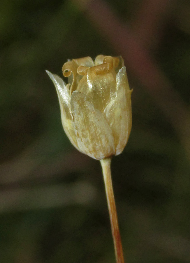 Изображение особи Holosteum marginatum.