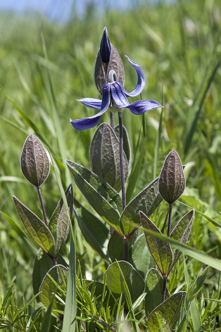 Image of Clematis integrifolia specimen.