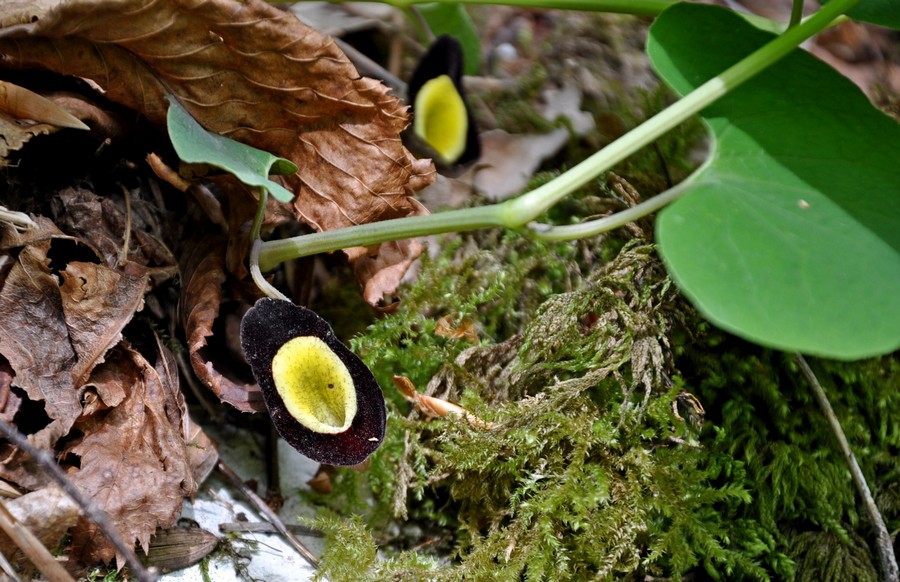 Image of Aristolochia steupii specimen.