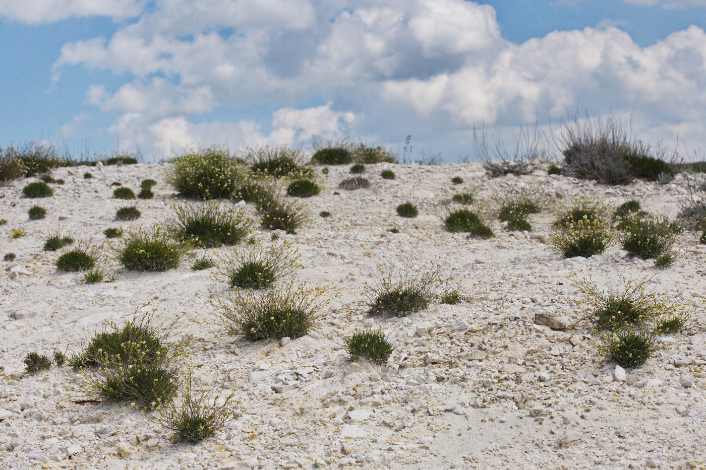 Image of Lepidium meyeri specimen.