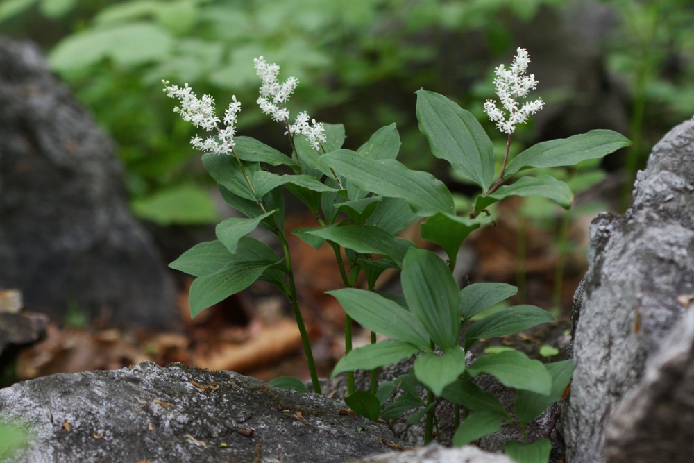 Изображение особи Smilacina hirta.