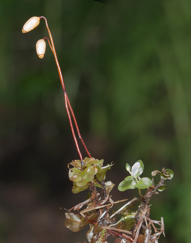 Изображение особи Rhizomnium pseudopunctatum.