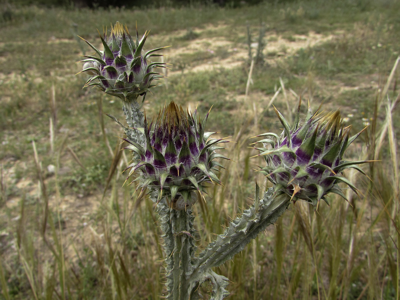 Image of Onopordum illyricum specimen.