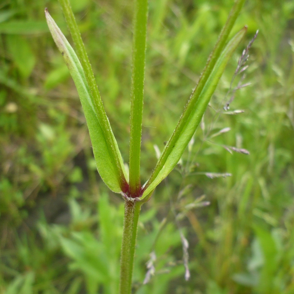 Изображение особи Coccyganthe flos-cuculi.