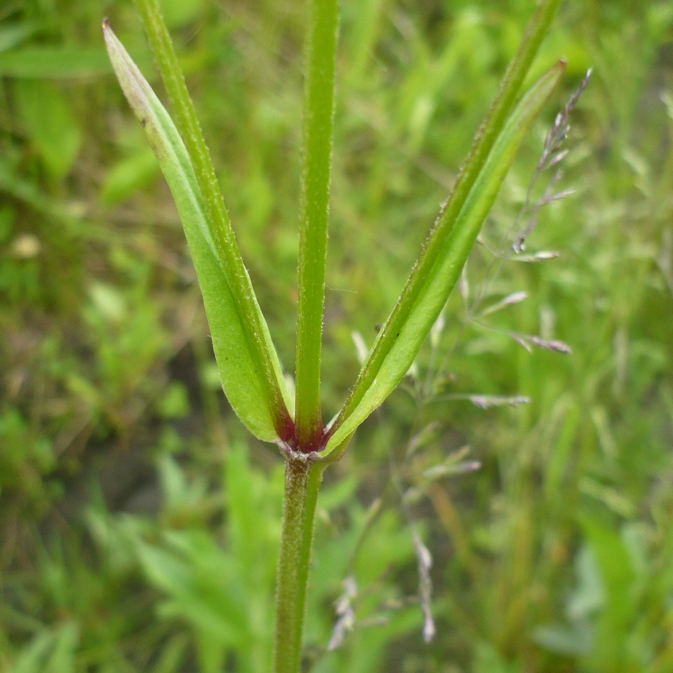 Изображение особи Coccyganthe flos-cuculi.