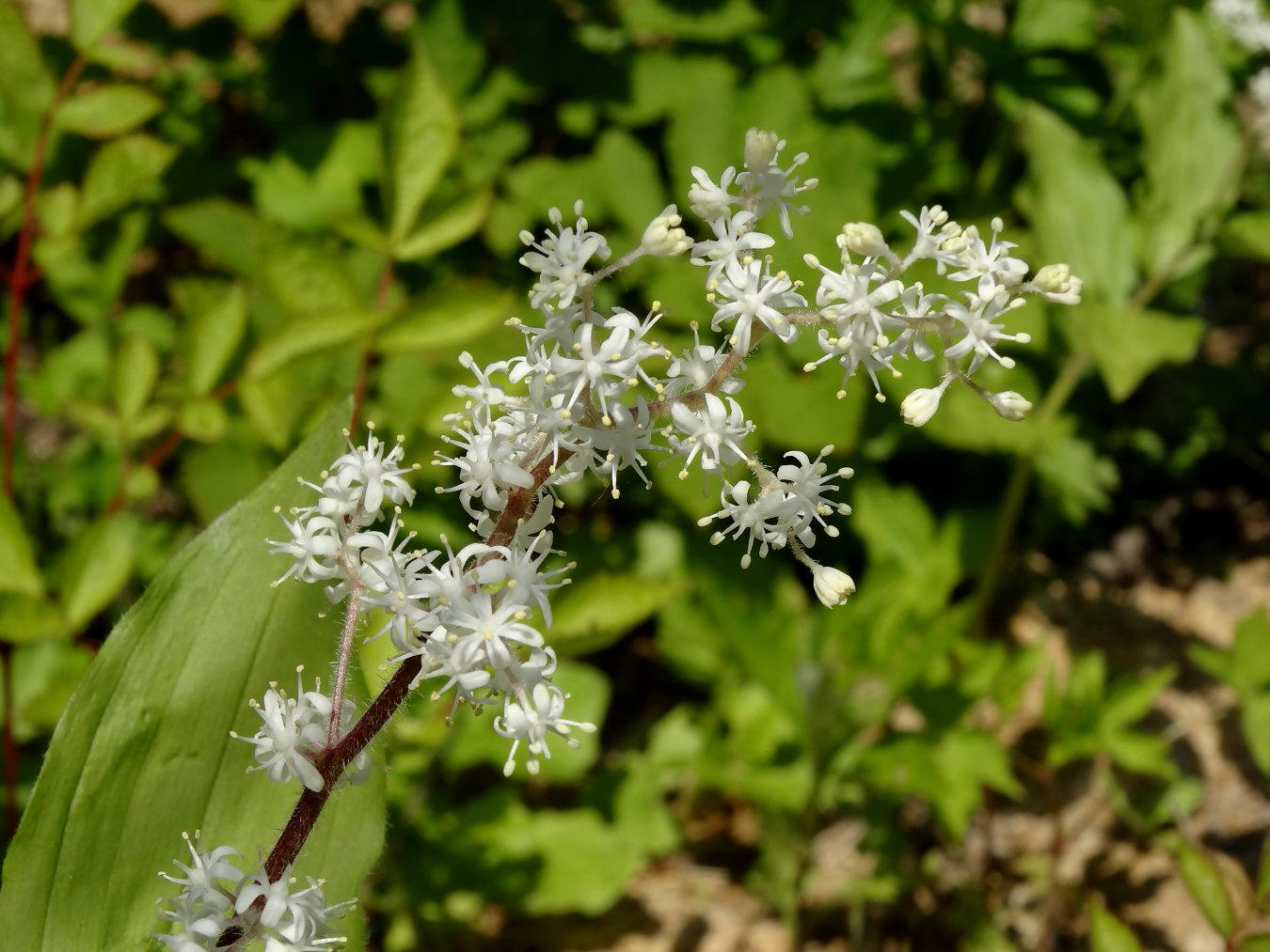 Изображение особи Smilacina hirta.