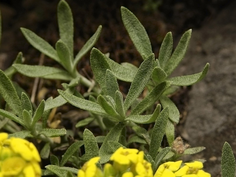 Изображение особи Alyssum lenense.