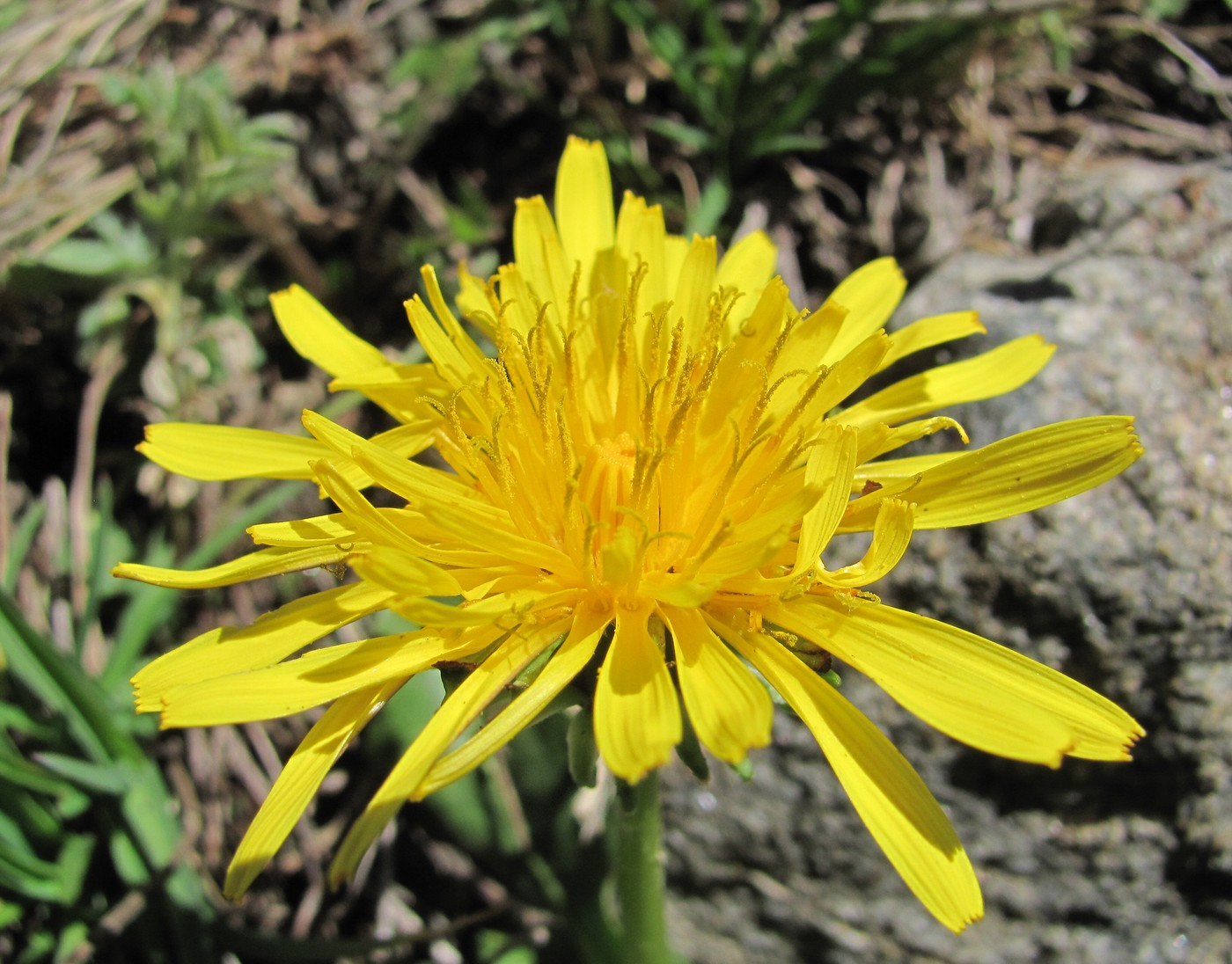 Изображение особи род Taraxacum.