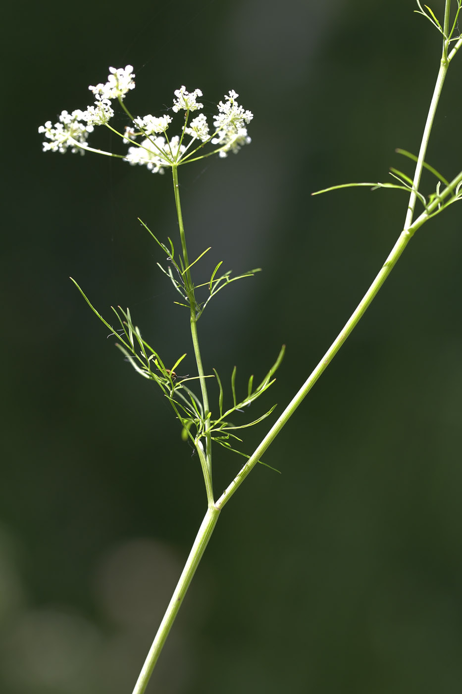 Изображение особи Chaerophyllum bulbosum.