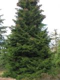 Picea orientalis