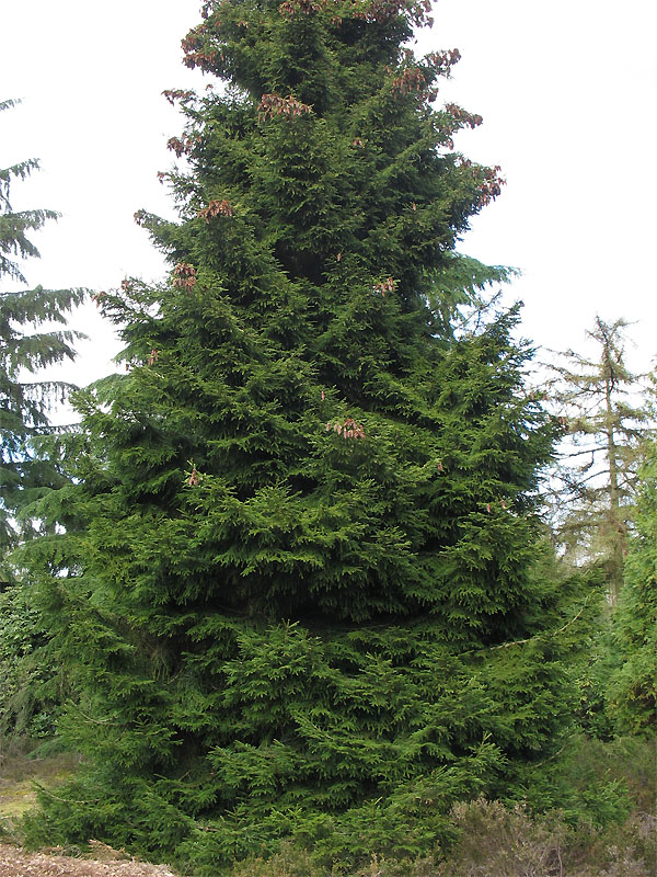 Image of Picea orientalis specimen.