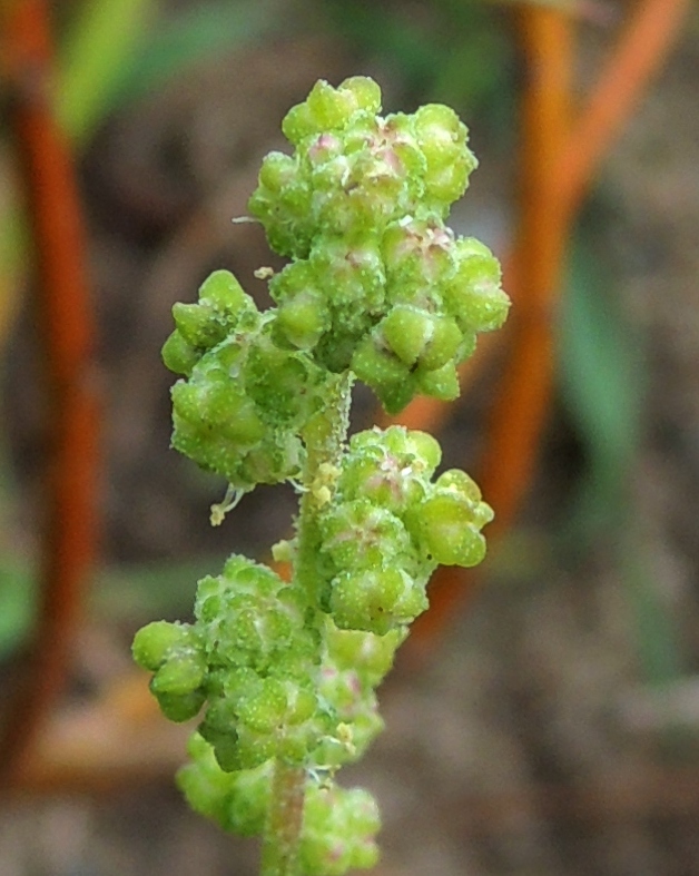 Изображение особи Chenopodium acerifolium.