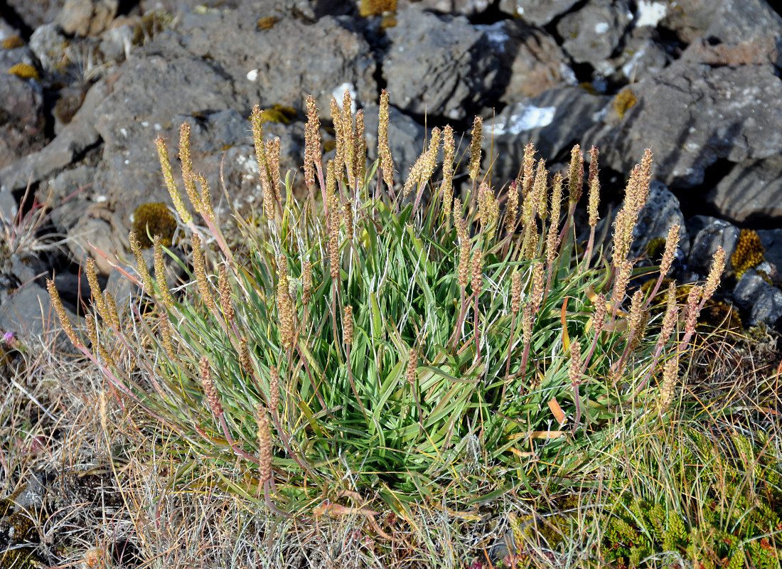 Изображение особи Plantago maritima.