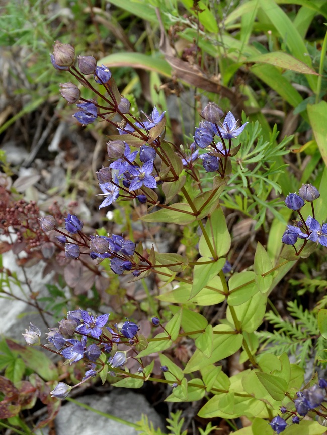 Image of Ophelia wilfordii specimen.