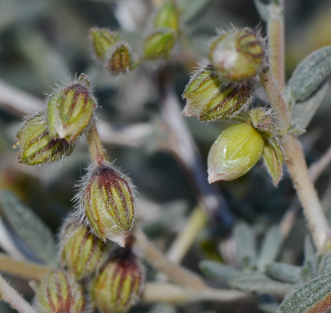 Изображение особи Helianthemum lippii.