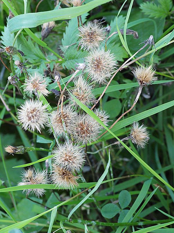 Image of Scorzoneroides autumnalis specimen.