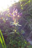 Gentianella propinqua