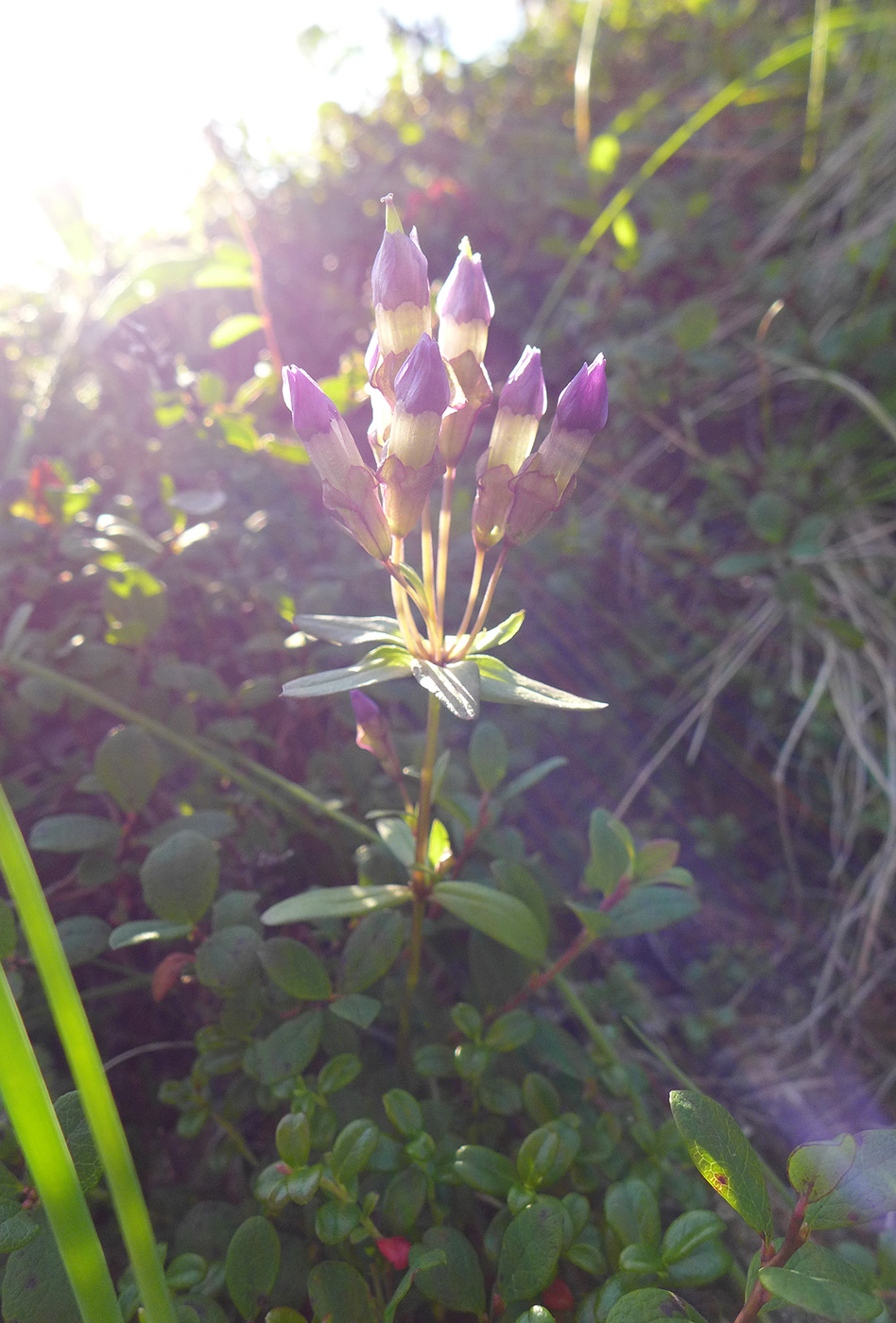 Image of Gentianella propinqua specimen.