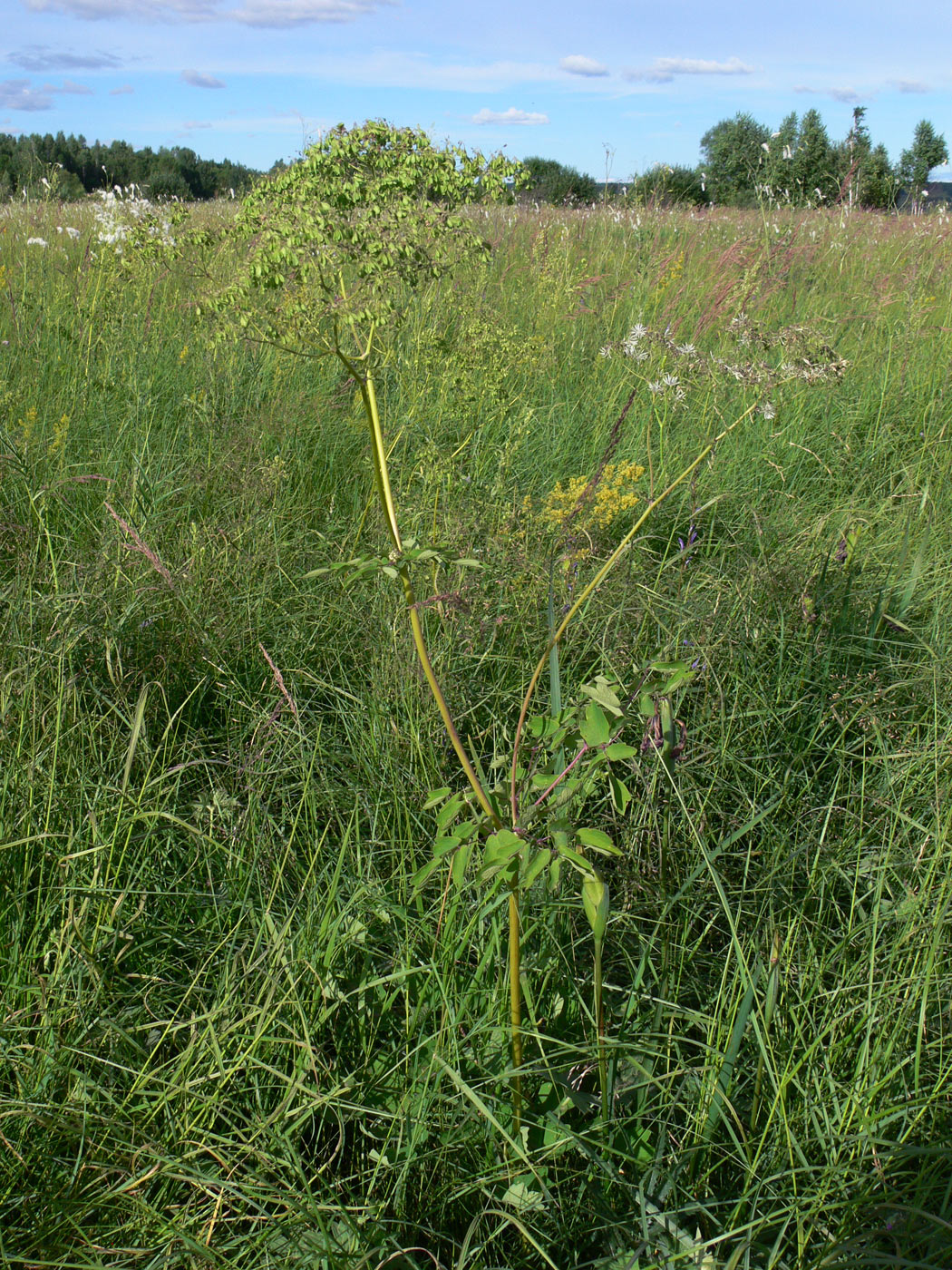 Image of Thalictrum contortum specimen.