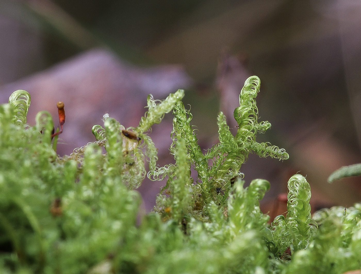 Image of Sanionia uncinata specimen.