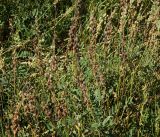 Onobrychis viciifolia. Верхушки побегов с созревающими и зрелыми соплодиями. Восточный Казахстан, Уланский р-н, окр. с. Украинка, поле. 09.07.2016.