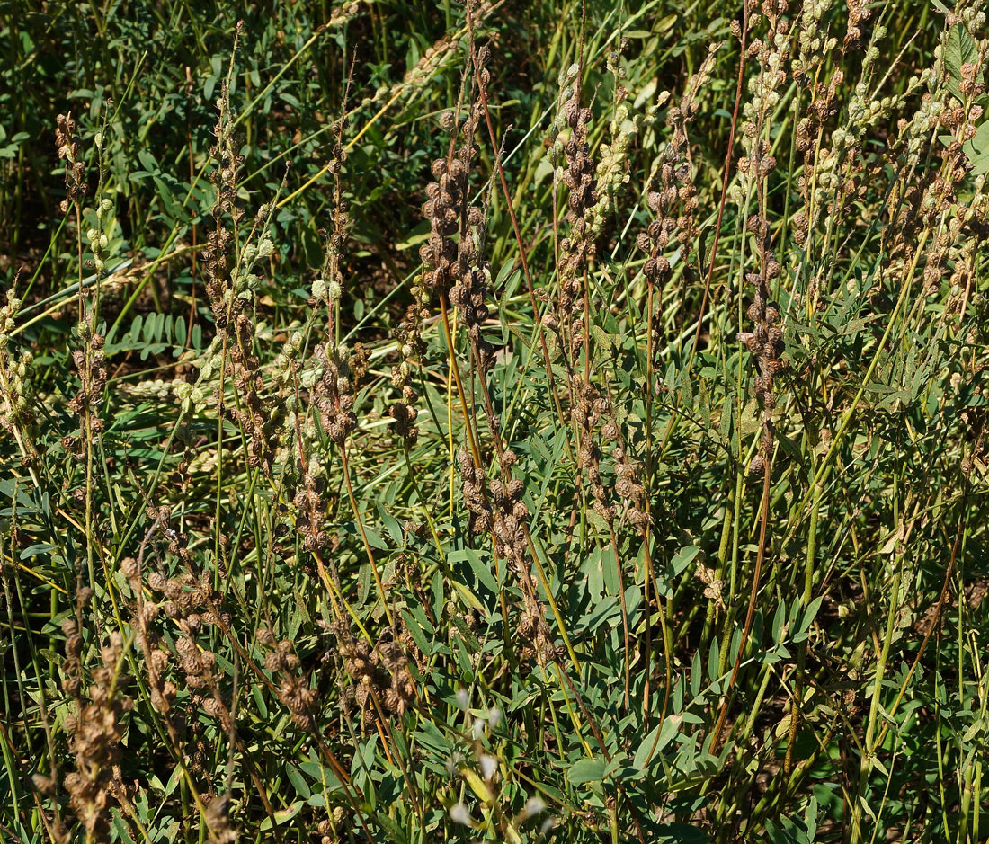 Изображение особи Onobrychis viciifolia.