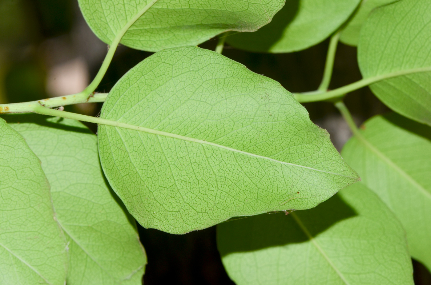 Изображение особи Lauro-cerasus lyonii.